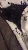 tuckedinkitties