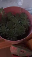 succulents