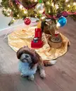 Are all these balls toys for me?