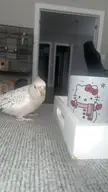Hello kitty or cockatiel?