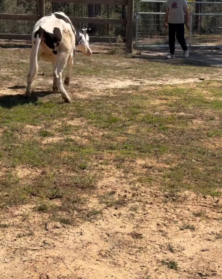 AnimalsBeingDerps