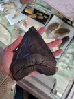 Megolodon tooth at a fossil shop in Drumheller, AB, Canada