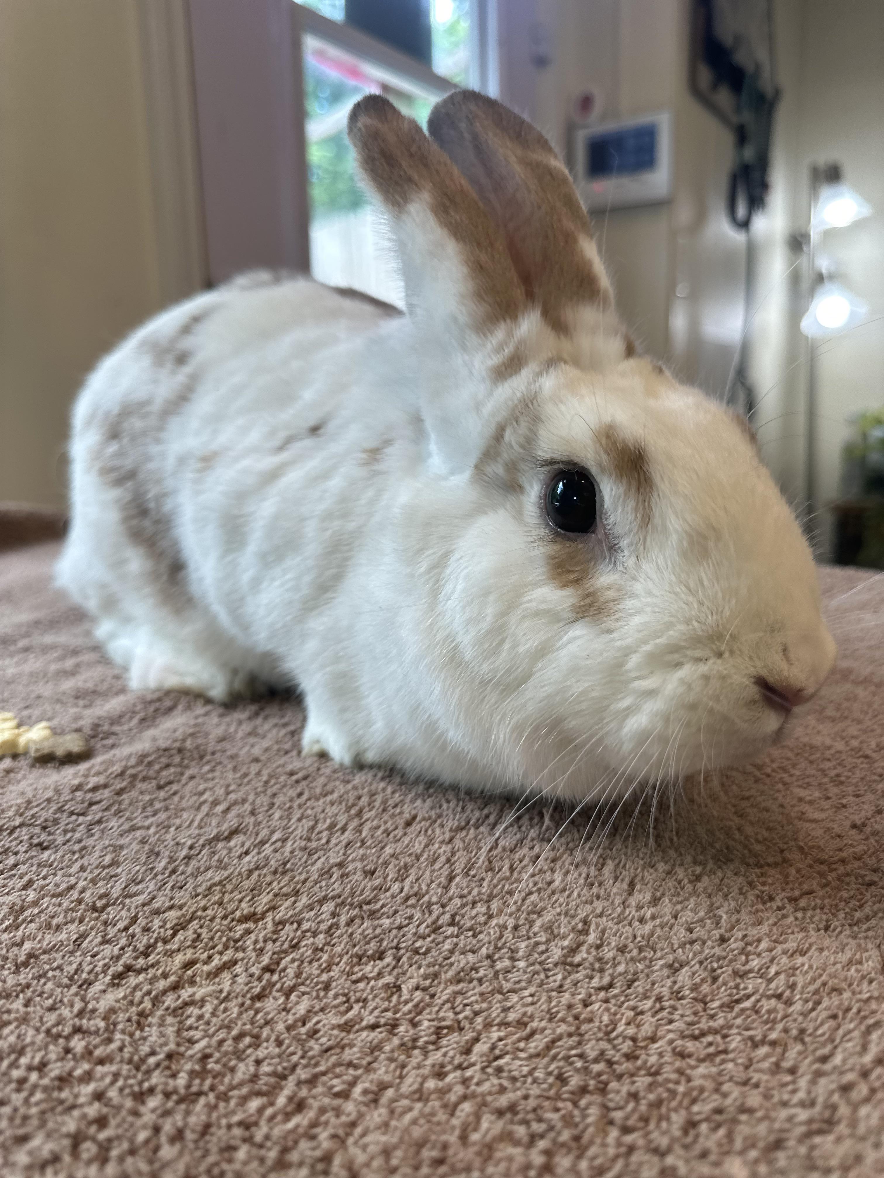 What breed of rabbit is this | Scrolller