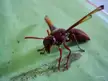Polistes canadensis(Neotropical Red Paper Wasp)