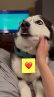 "You dare stop the SCRATCHES?!"