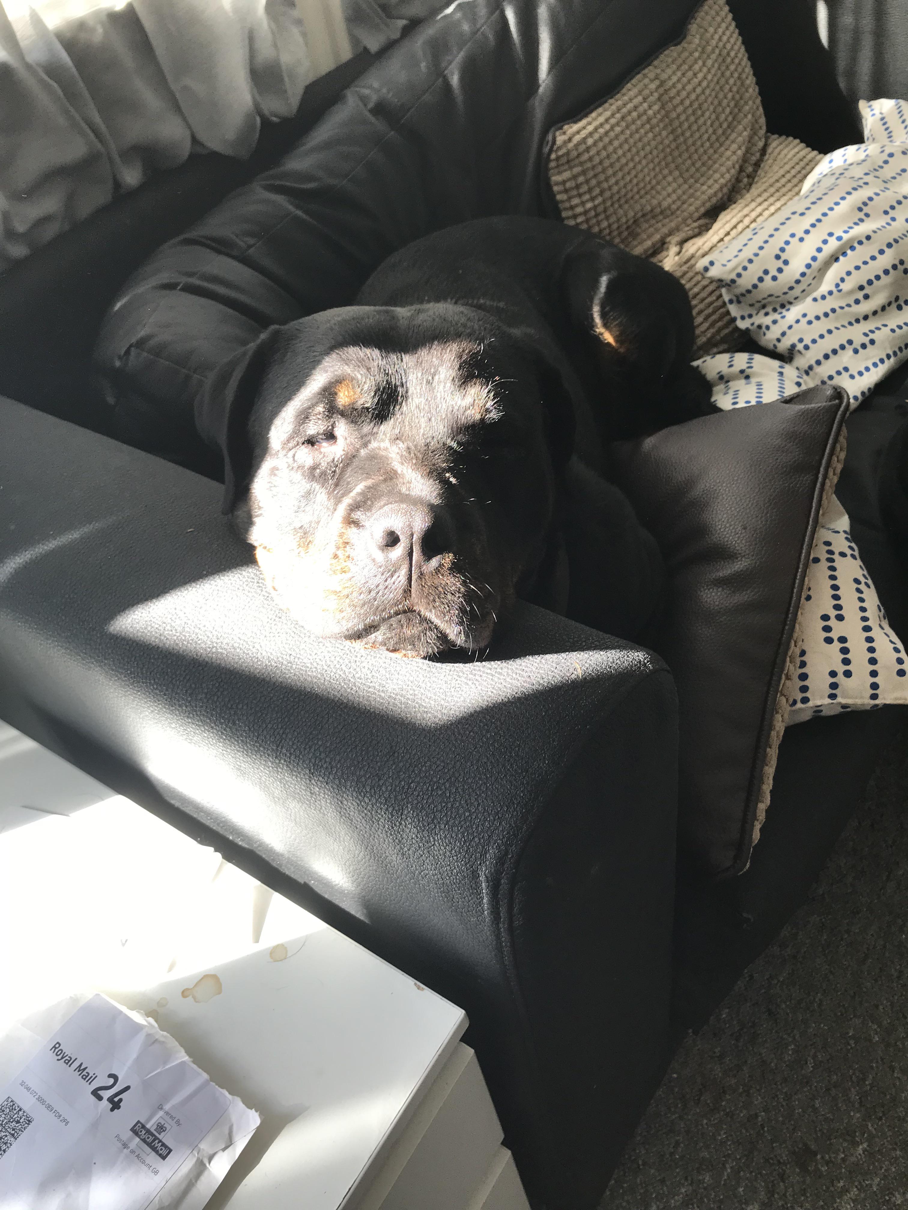 Rottie Roo Where there is sun there is a rottie | Scrolller