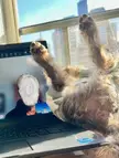 Team meetings are better with a dog…