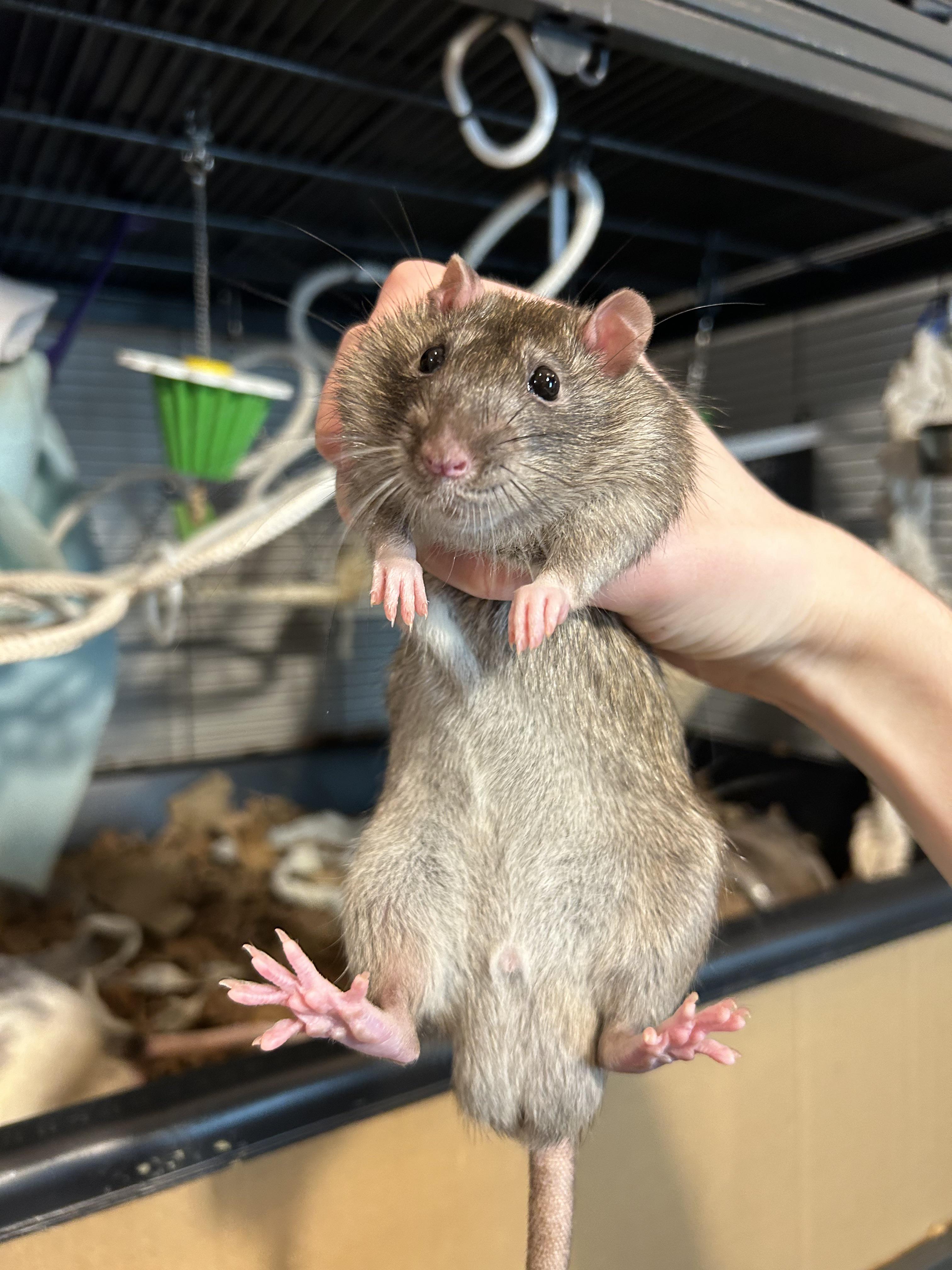 Vet recs for northern New Jersey