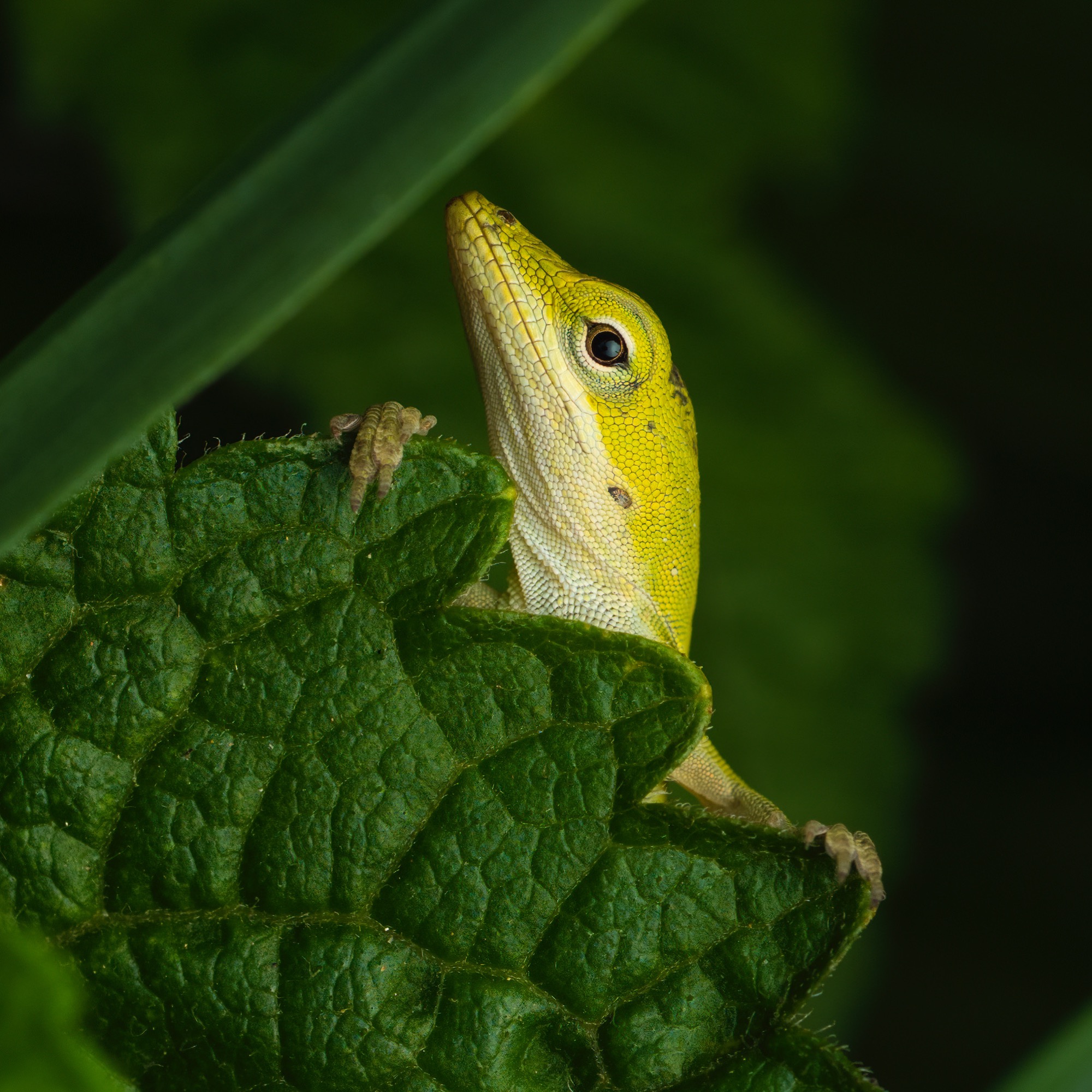 Lizard Peeking Over 👀