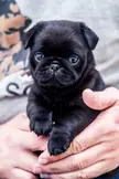 Holding a 10 week old pug