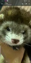 Thank you to everyone who sent their best wishes to Milo on my post yesterday. Unfortunately he didn’t make it through the night. DIP little guy.