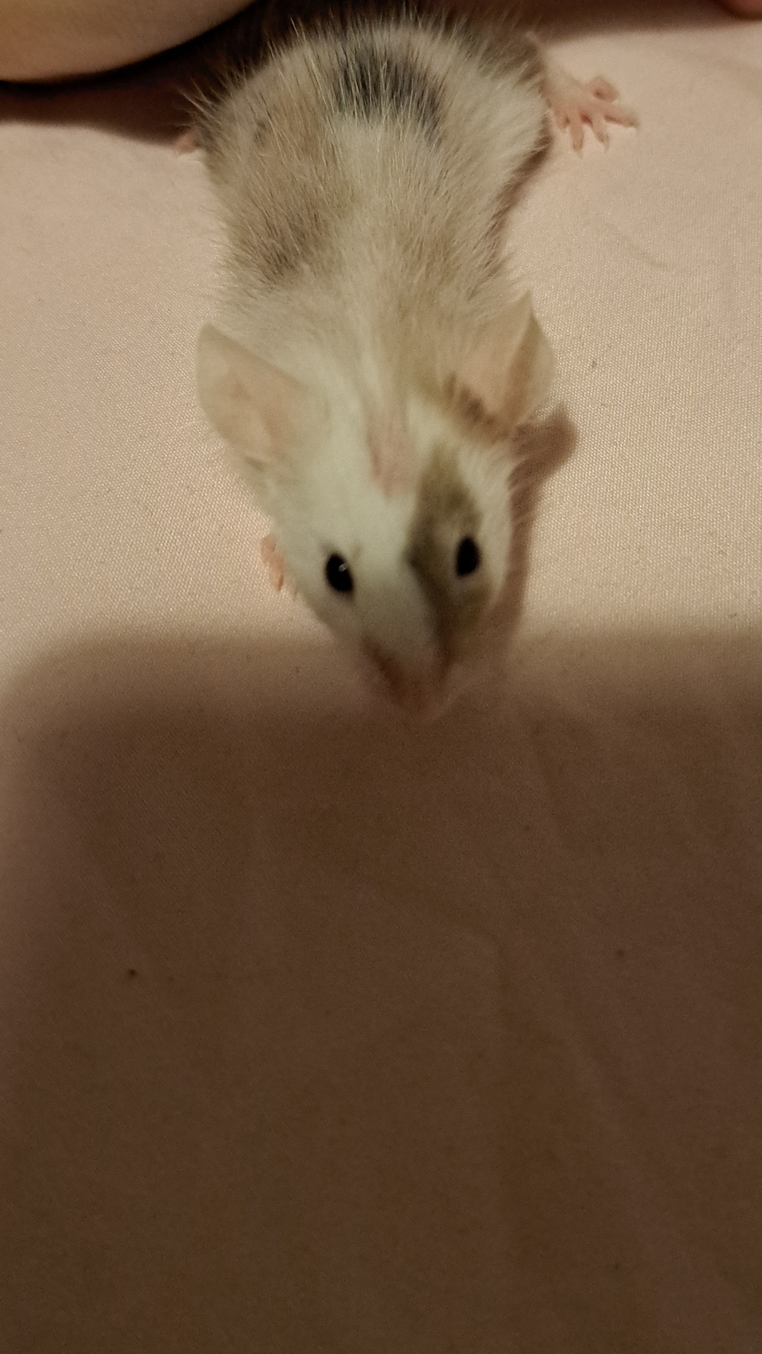 Why is my mouse losing fur?