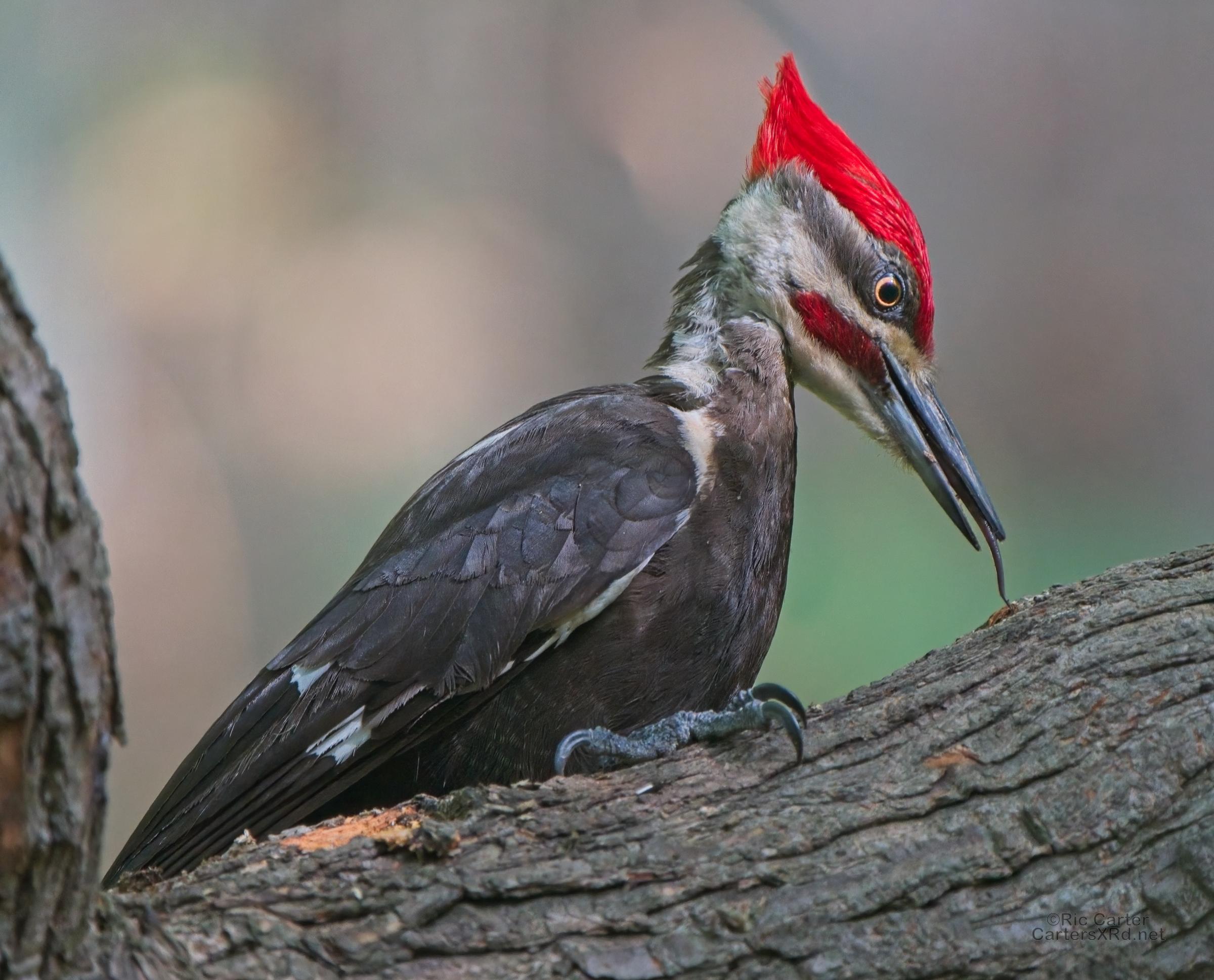 Pileated Woodpecker bugging, Washington NC USA, May 2023, Sony a7rv, 200-600mm