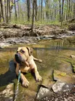 Mushroom hunting with a Boerboel