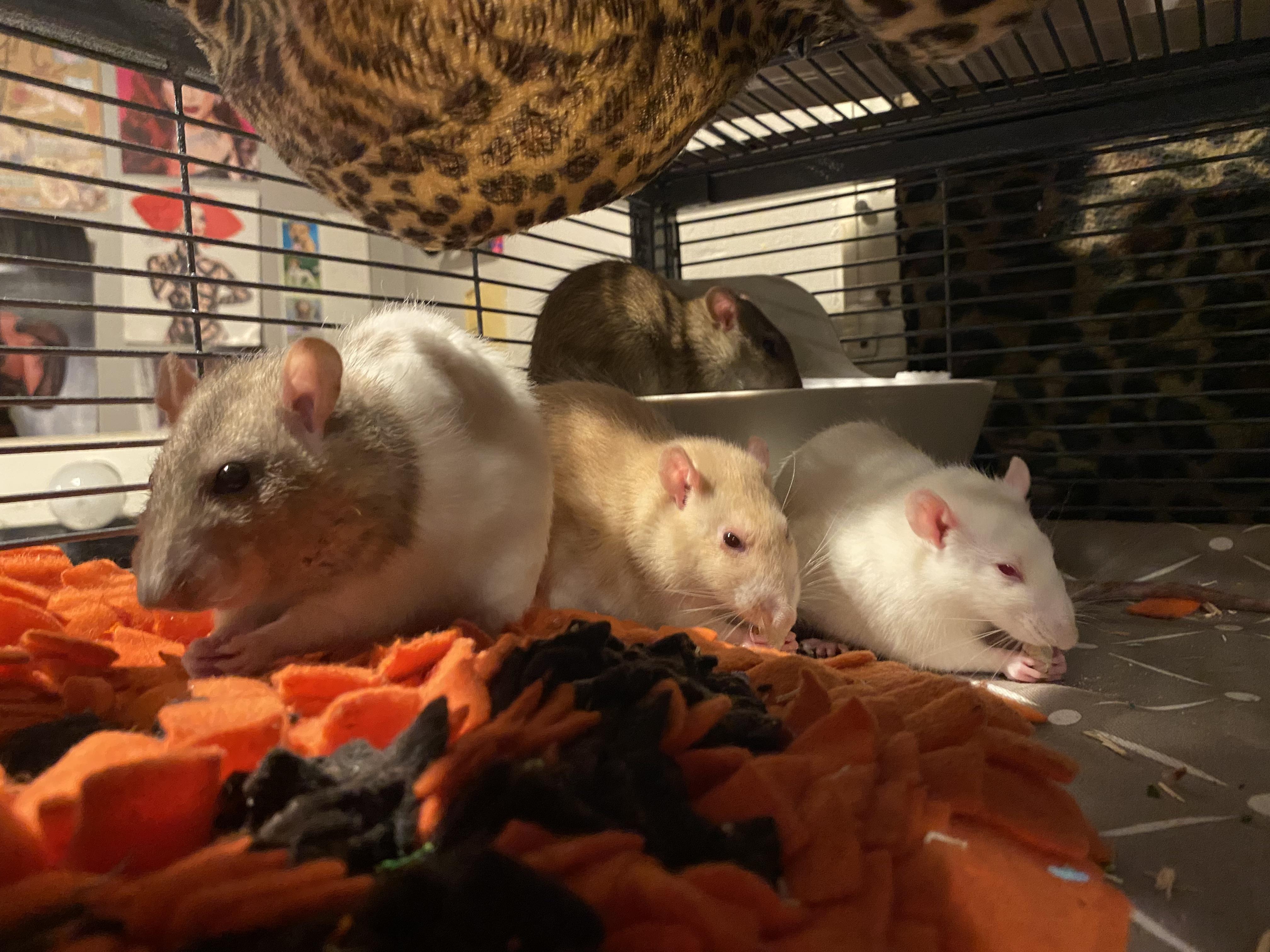 FINALLY! The Fancy Four Together in a Single Pic!