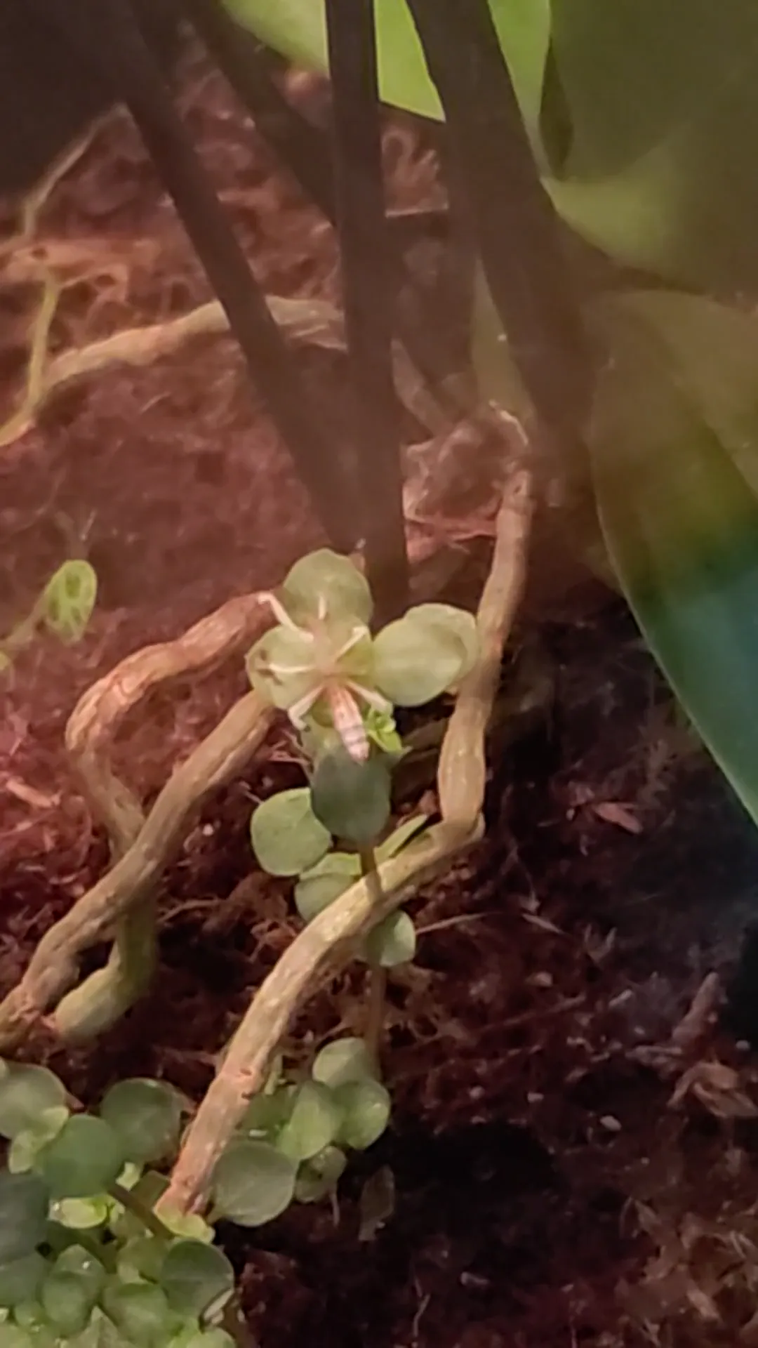 Orchid Mantis acting drunk, weak, and keeps falling. Any ideas?