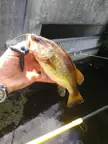 seeing everyone is on an albino fish kick here's my dink golden largemouth!