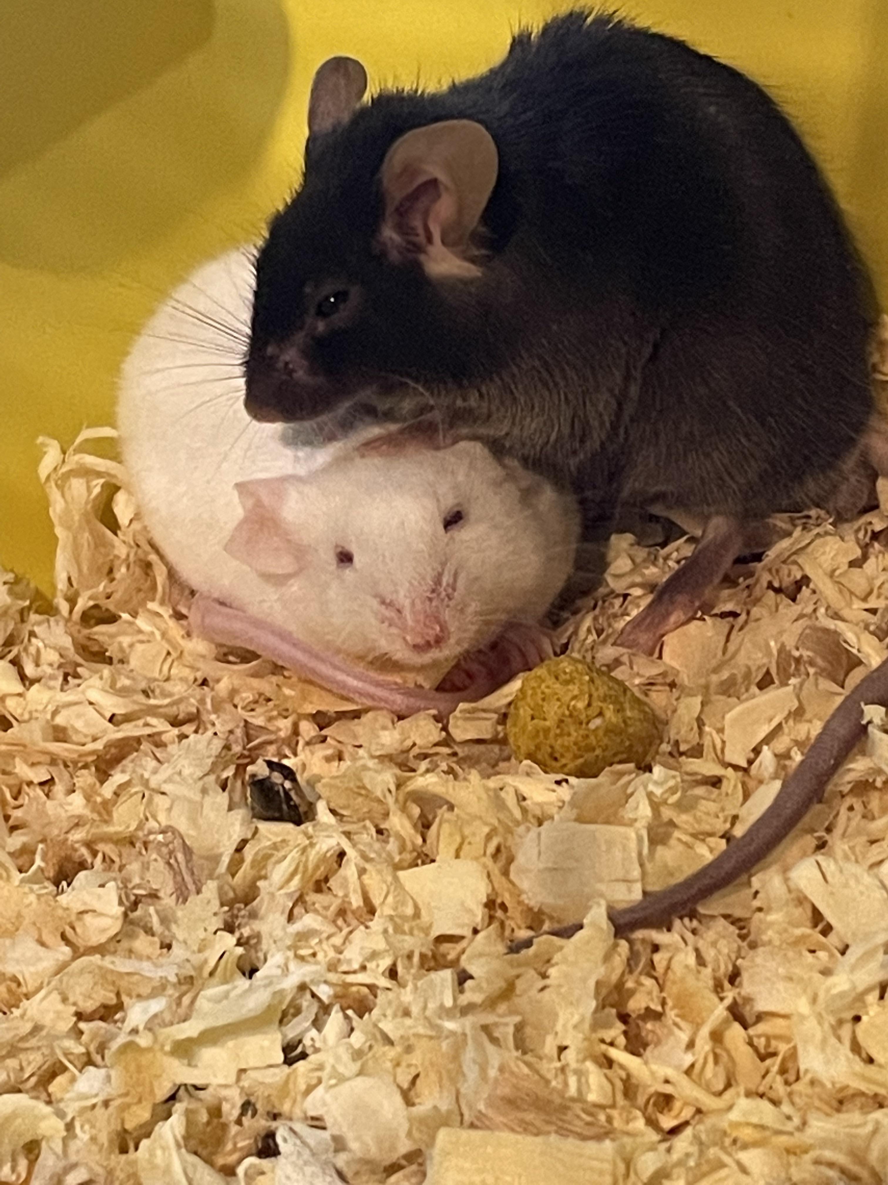 Discover more like PetMice: Found out that my boys Java & script are ...