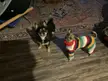 Pippi wants to know if the strips make her butt look big?