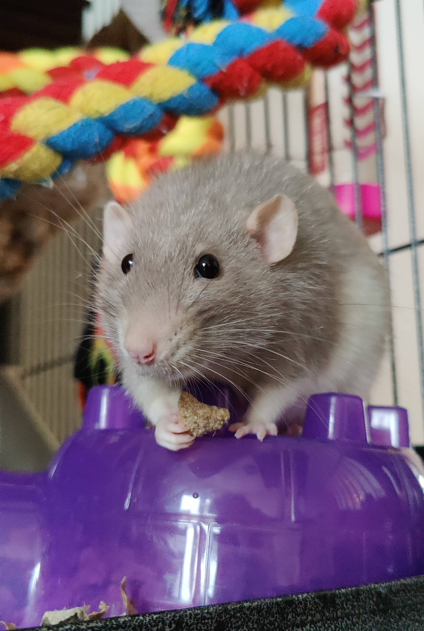 Holding a snack