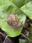 Snail in North Carolina