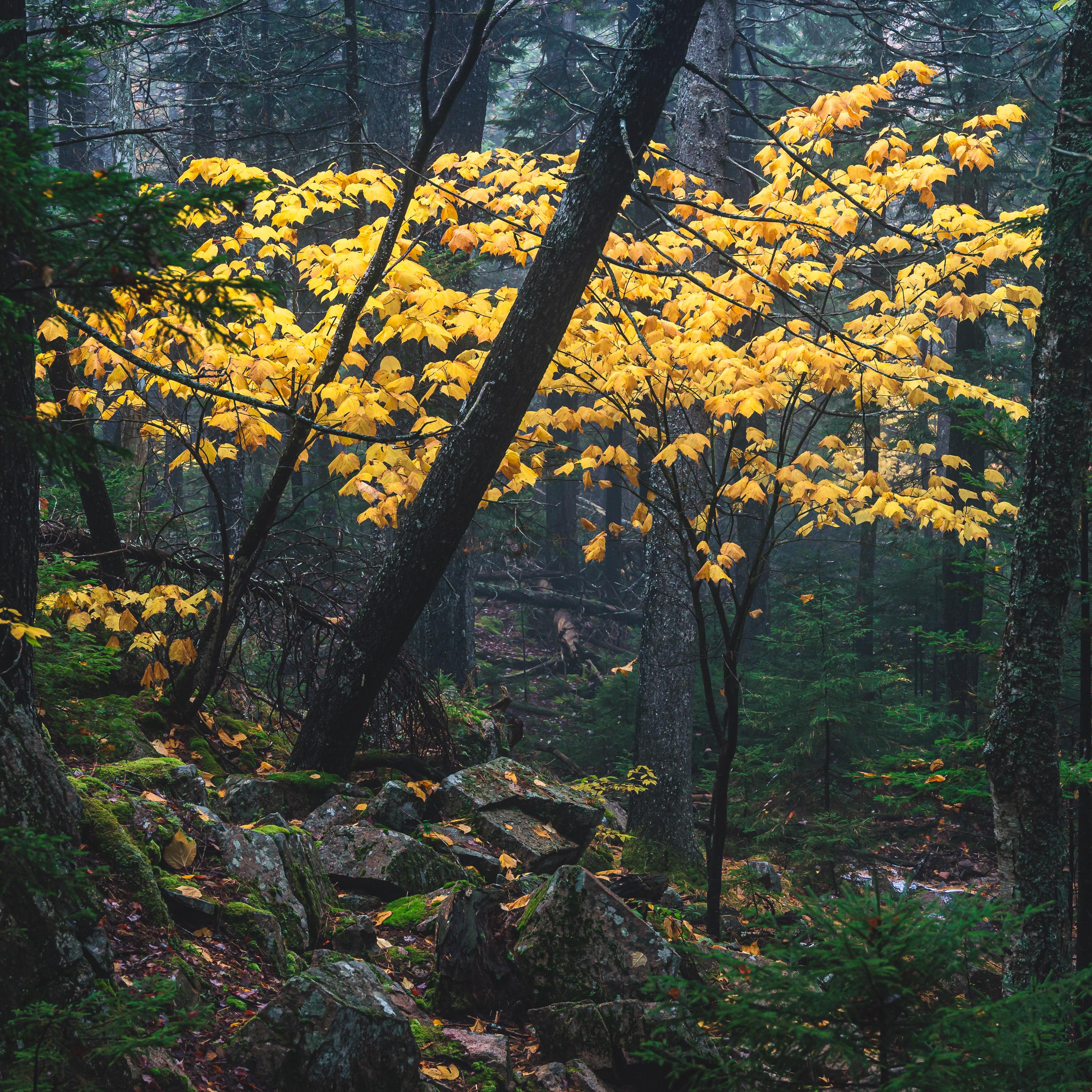 Magical tree on a back trail in Acadia National Park [OC] | Scrolller