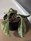 Help, my plant seems to be dying