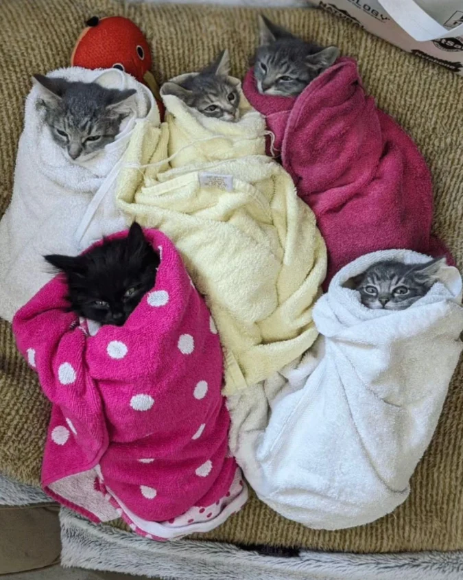 Purritos ❤️
