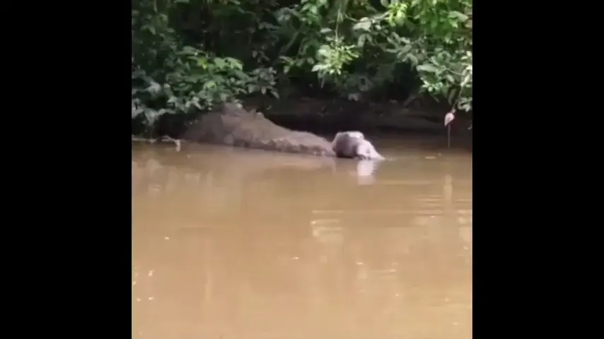 Caiman attacks Otter