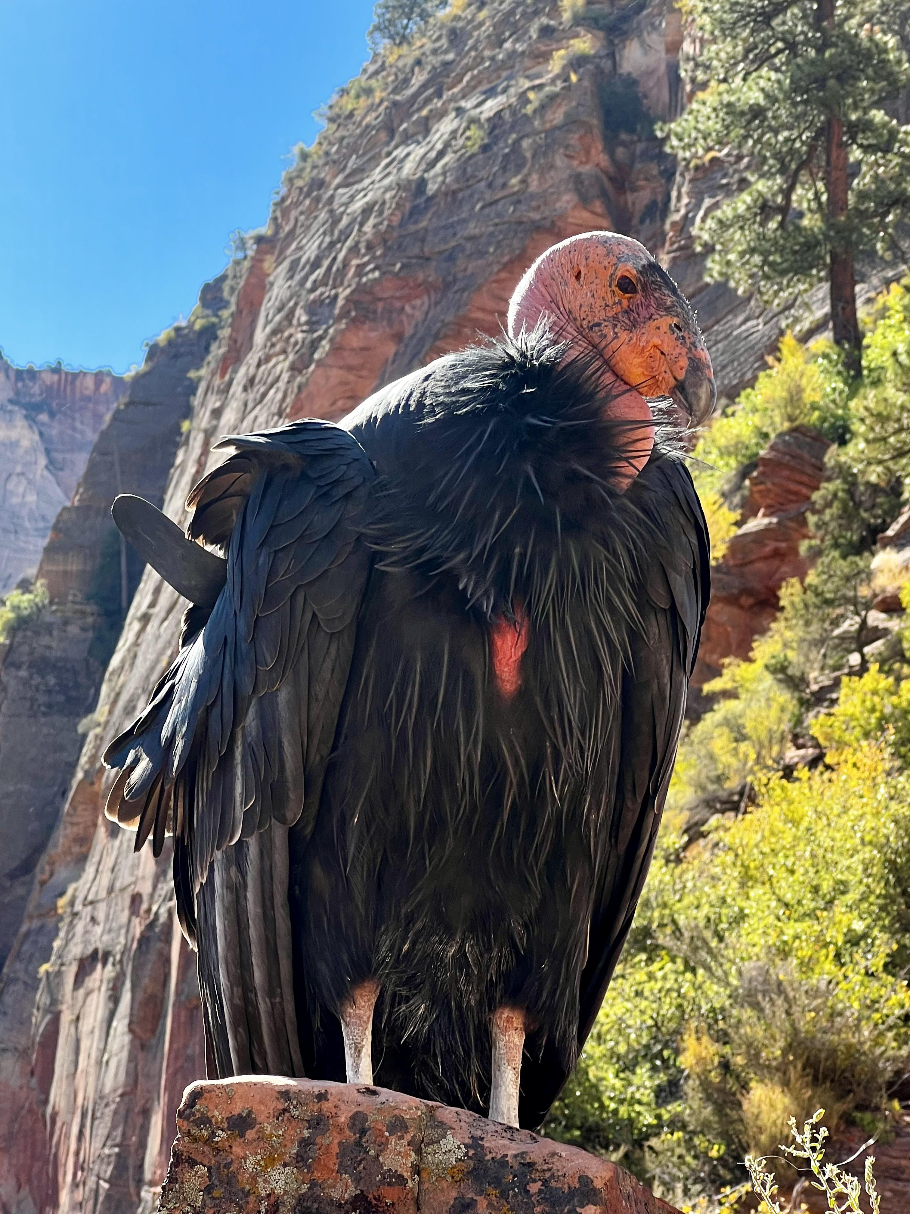 California condor on the Angel’s Landing hike in Zion National Park.