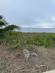 California ground squirrel (Otospermophilus beecheyi) [4032x3024][OC]