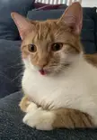 Calvìn’s blep for you all