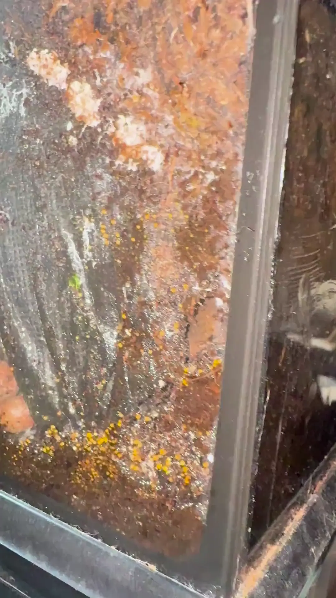 Came back to a ton of mold in enclosure… next steps?