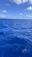Can anyone identify this whale?