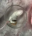Can I house male litter mates together?