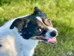 Can I see your sweet mixed breed chi’s?