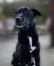 Cancer sucks. RIP Diesel