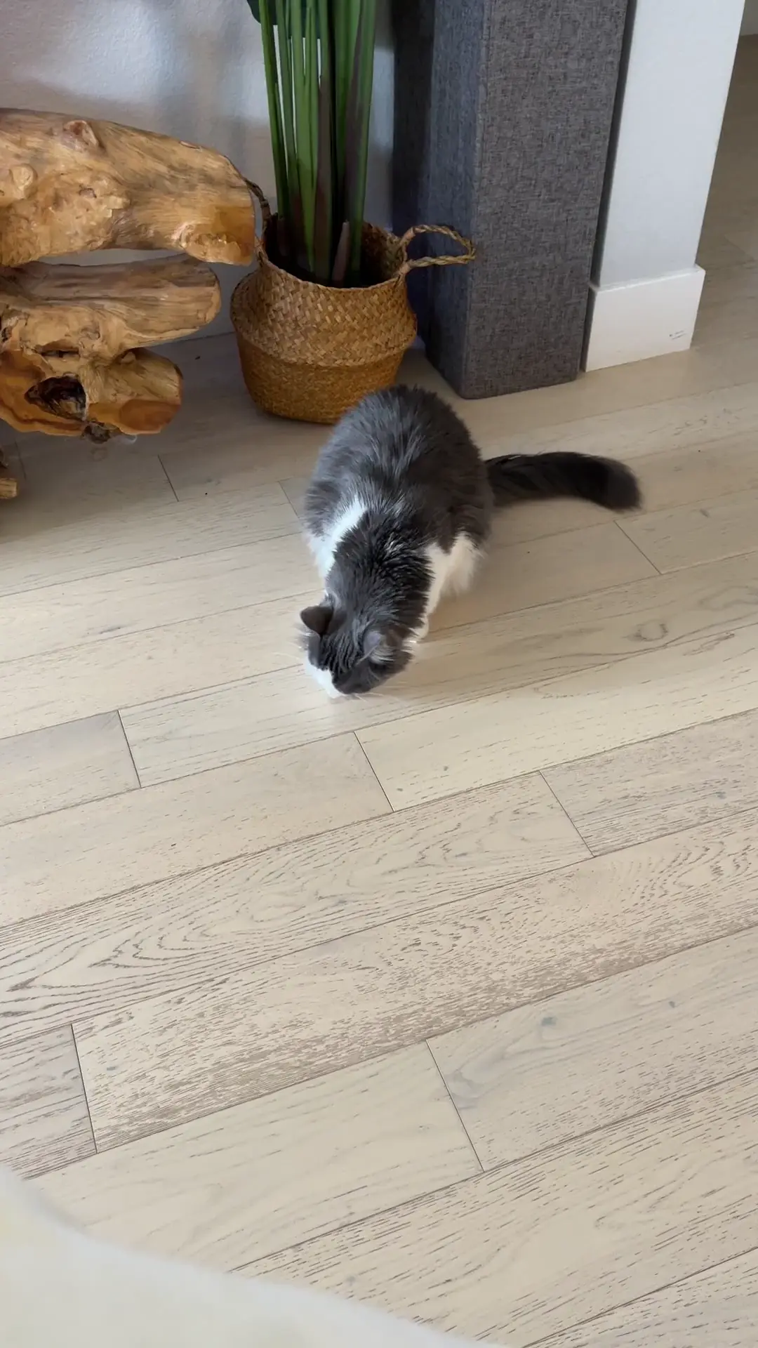 Captain Beeps n' Squeaks 