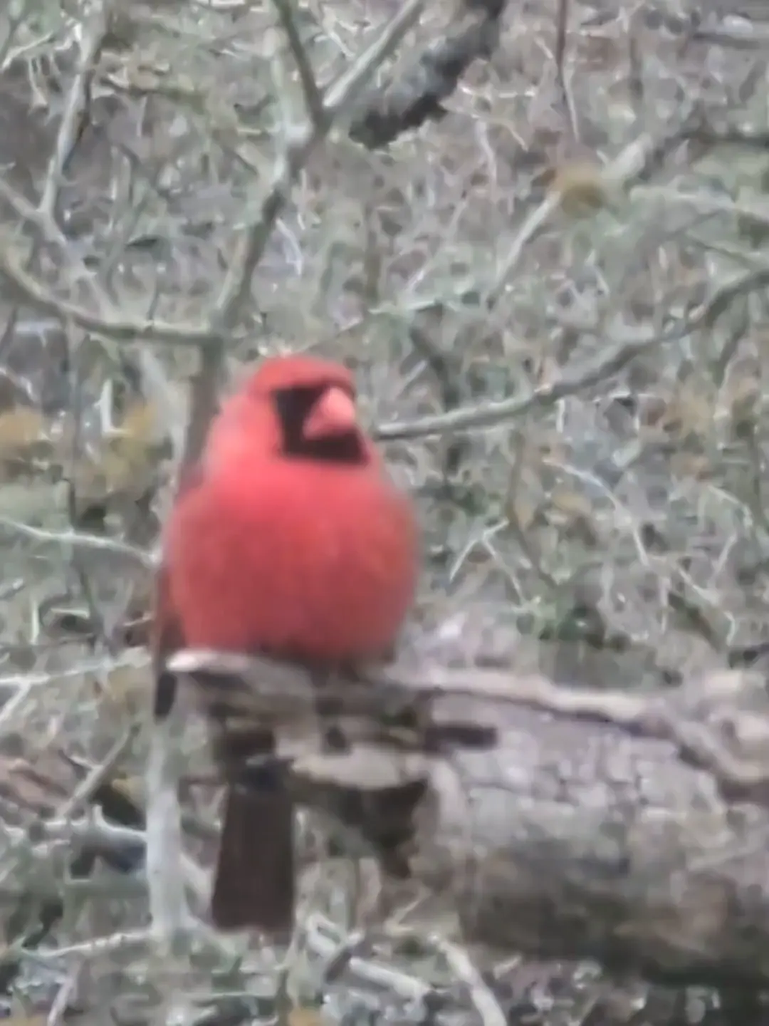 Cardinal borb