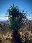 desertporn