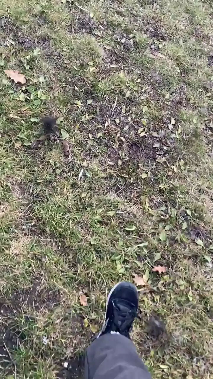Casually fixing pigeon’s stuck animation