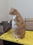 Cat.