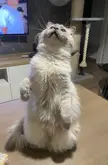 Cat.