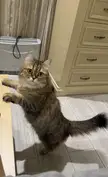Cat.