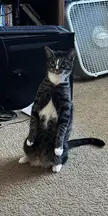 Cat.