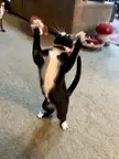 Cat.