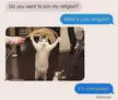 Cat.