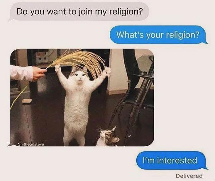 Cat.
