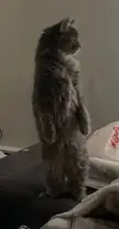 Cat.