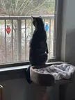 CatsStandingUp